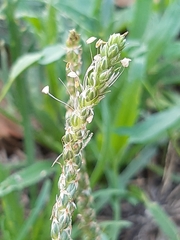 Plantago coronopus