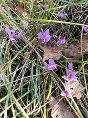 Cyclamen hederifolium