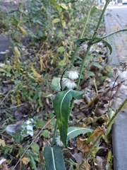 Sonchus arvensis
