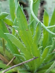 Plantago coronopus
