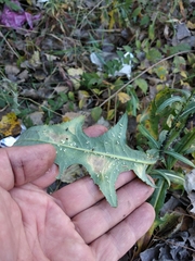 Sonchus arvensis