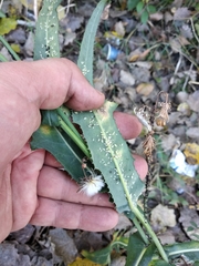 Sonchus arvensis