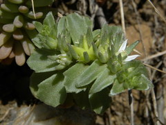Phedimus stellatus