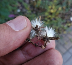 Sonchus arvensis