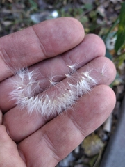 Sonchus arvensis