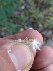 Sonchus arvensis