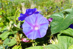 Ipomoea indica