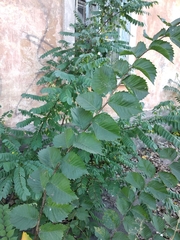 Ulmus glabra
