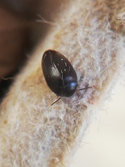 Eucinetidae