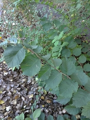 Ulmus glabra