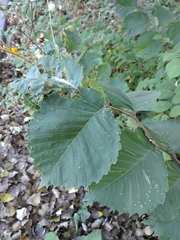 Ulmus glabra