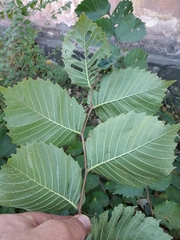 Ulmus glabra