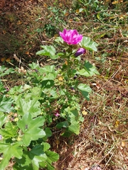 Malva sylvestris mauritiana