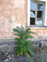 Ailanthus altissima