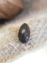 Eucinetidae