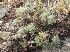Artemisia cuspidata