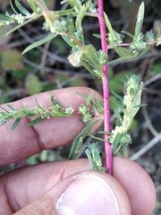 Bassia scoparia
