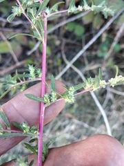 Bassia scoparia