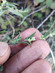 Bassia scoparia