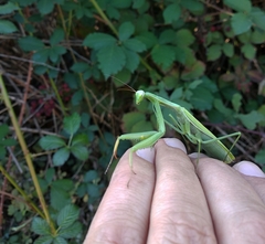 Mantis religiosa