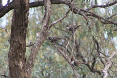 Pomatostomus ruficeps
