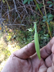 Mantis religiosa