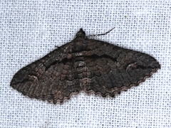 Chrysolarentia plagiocausta