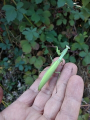 Mantis religiosa