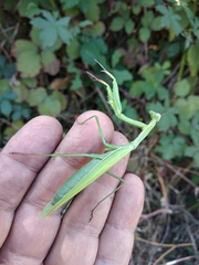 Mantis religiosa