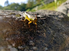 Oxya yezoensis
