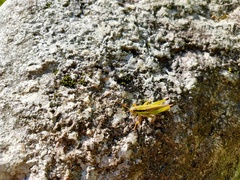 Oxya yezoensis