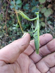 Mantis religiosa