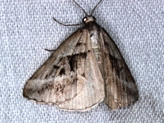 Dichromodes stilbiata