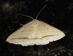 Loxioda hampsoni