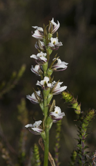 Prasophyllum mimulum