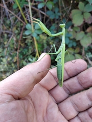 Mantis religiosa
