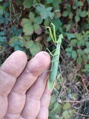 Mantis religiosa