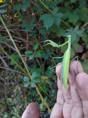 Mantis religiosa