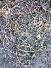 Portulaca oleracea