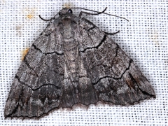 Dysbatus stenodesma