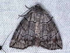 Dysbatus stenodesma