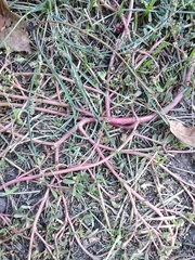 Portulaca oleracea