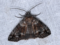 Dysbatus stenodesma