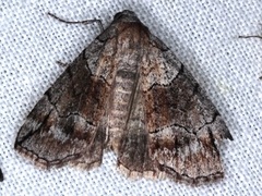 Dysbatus stenodesma