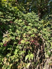 Rubus