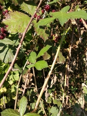 Rubus