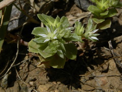 Phedimus stellatus