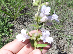 Penstemon guadalupensis