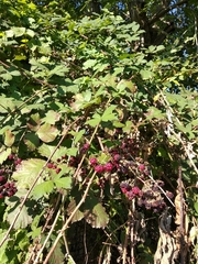 Rubus