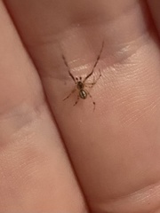 Cryptachaea blattea